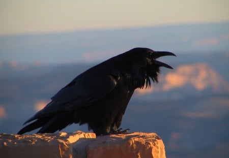 Black Raven - bird mountain, black raven, wallpaper, art