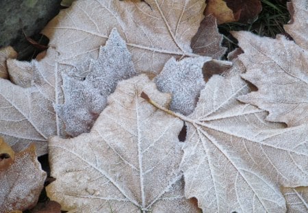 Autumn's Frosty Leaves - frost, cold, leaves, autumn