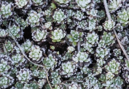 Frost Dusting - plants, frost, winter, fields