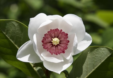 Magnolia - yellow, spring, flower, magnolia, white, nature, red, green, leaf