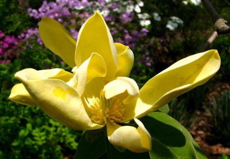 Magnolia - magnolia, nature, yellow, purple, green, spring, leaf, flower