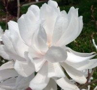 Magnolia "Wildcat"