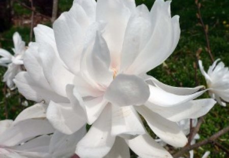 Magnolia 