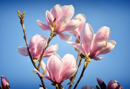 Magnolias for my dear Anne ( Talana ) - nature, sky, pink, blue, magnolia spring, flower