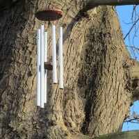 Tree Chimes