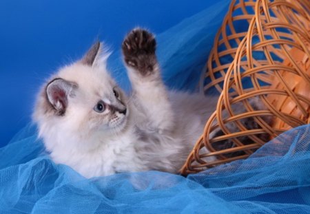 Playing kitty - paws, funny, cute, joy, sweet, cat, adorable, blue, kitty, playing, kitten, basket