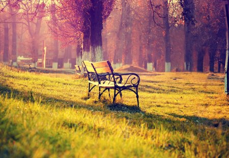 Silent Place - sunrays, forest, bench, sun, sunshine, autumn, grass