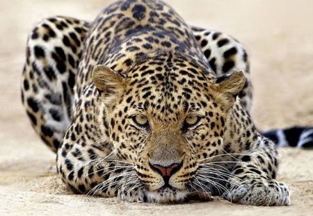 Leopard - beautiful, leopard, cool, picture