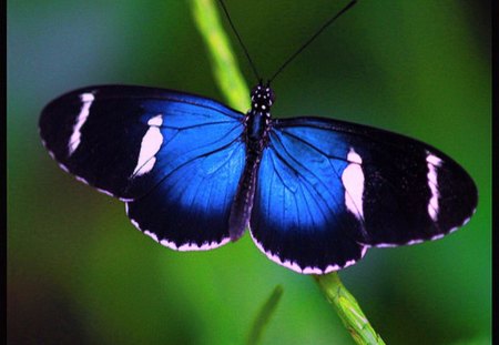 Beautiful Butterfly - beautiful, butterfly, cool, picture