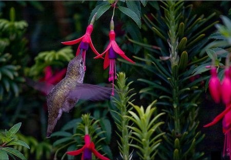 Humming Bird - picture, humming, beautiful, flowers, bird