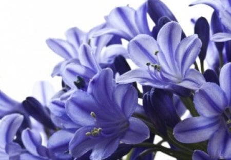 * Softness * - flowers, delicate, tenderness, purple, soft, petals