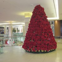 Poinsettias red Christmas tree at the Mall