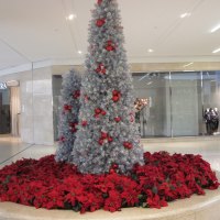 Red Poinsettias with a silver tree