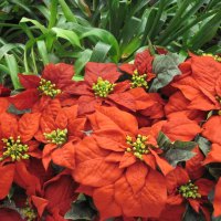 Red poinsettias