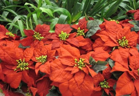 Red poinsettias - flowers, red, green, photography, poinsettia