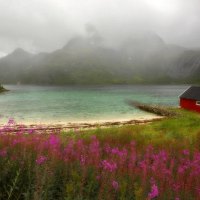 wildflowers in lofoten norway