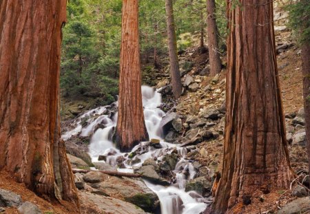 waterfall through a tree in forest - forest, mountain, waterfall, rocks