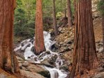 waterfall through a tree in forest