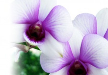 Orchid  - white, purple, flower, orchid