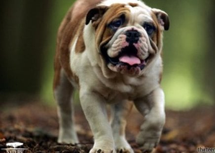 Bull Dog  - bull dog, walking, panting, looks tired