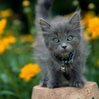 Grey kitten