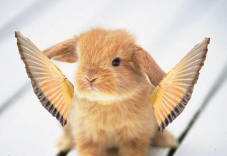 farybunny - wings, bunny, fair, ear