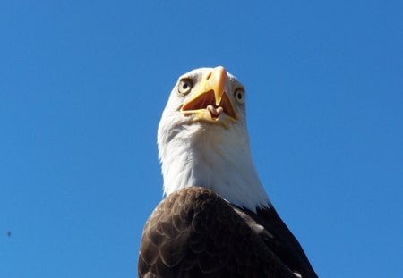 bald eagle - eagle, beautiful