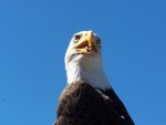 bald eagle