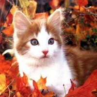 autumn kitty