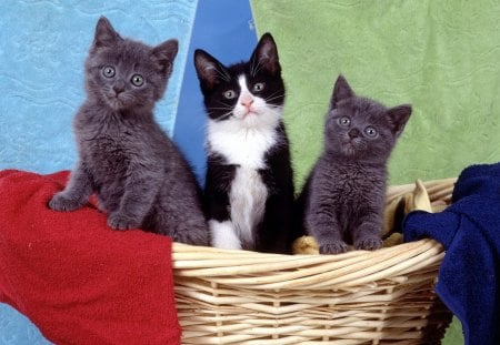 Cats in basket - kittens, cats