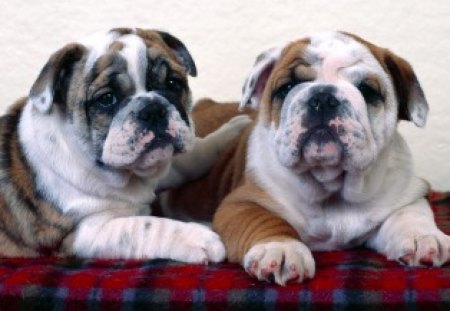 Bulldogs - dogs, bulldogs