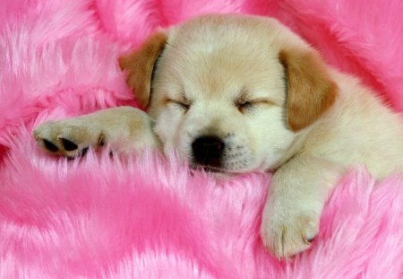 sleepy dog - dog, blanket