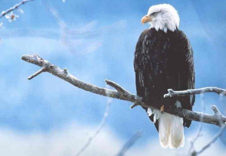 Eagle Eye - bird, eagle, branch, nature, tree, wildlife