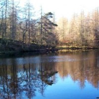 Relaxing Forest with Lake