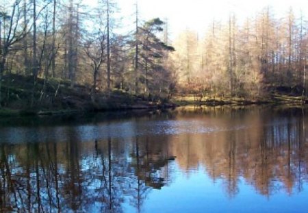 Relaxing Forest with Lake - water, nature, summer, lake, forest, tree, wildlife