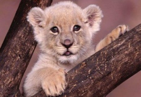 little lion