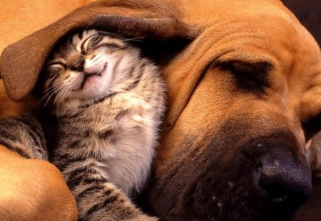 sleep - dog, cat