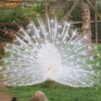 white peacock