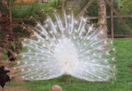 white peacock - see it, believe it