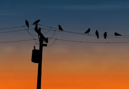 Sunset ... - bird, sunset, crow, wire, post, animals