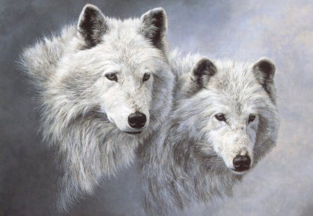 Snow Wolfs - white wolves, fluffy, snow wolf, animals, hammock, duo, seagull, white, wolves, art, dog, wild life, lobo, couple, wolf, pair, nature, twins, wild, canine, intense, britney spears