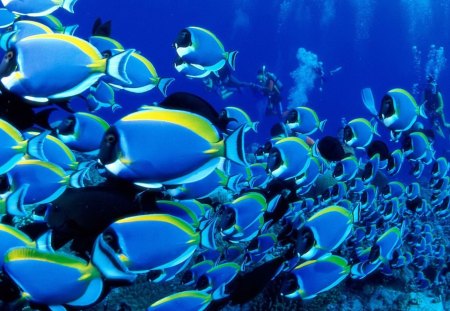 Blue Fish - blue, animals, fish, wallpaper, underwater, new