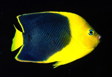 Yellow fish - fish, yellow, animals