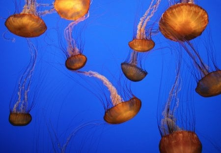 Jellyfish - fish, jellyfish, jelly, animals