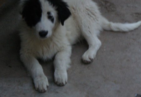 Bulgarian dog  - pets, dog, animals, bulgaria