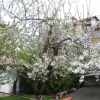 Flowering cherry tree