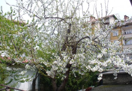 Flowering cherry tree - flowering, tree, cherry