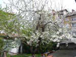 Flowering cherry tree