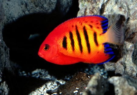 Striped Fish - fish, animals, striped