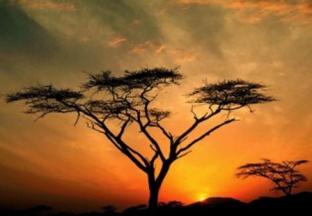 Tree - tree, sunset